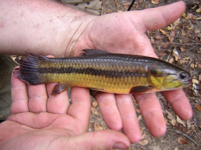 Hoplerythrinus unitaeniatus Naure